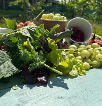 garden harvest