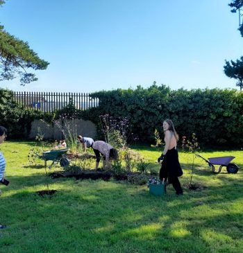 garden planting